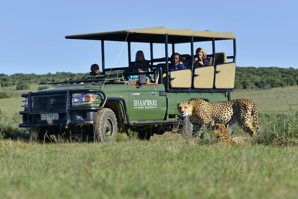 Shamwari Game Reserve Game Drive Experience