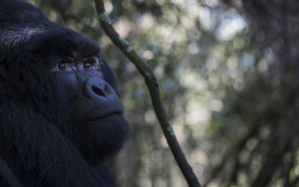 Gorilla in Rwanda jungle