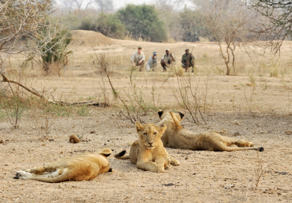 Walking safari with Lions
